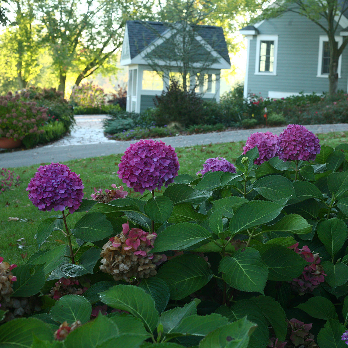Let's Dance Rave bigleaf hydrangea blooms near a patio with a gazebo.