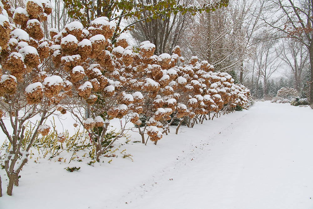 What To Do With Hydrangeas In The Winter (Guide)