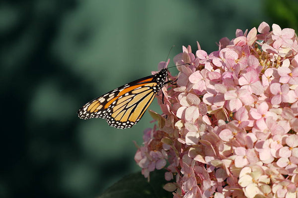 Monarch butterfly on smooth hydrangea flower
