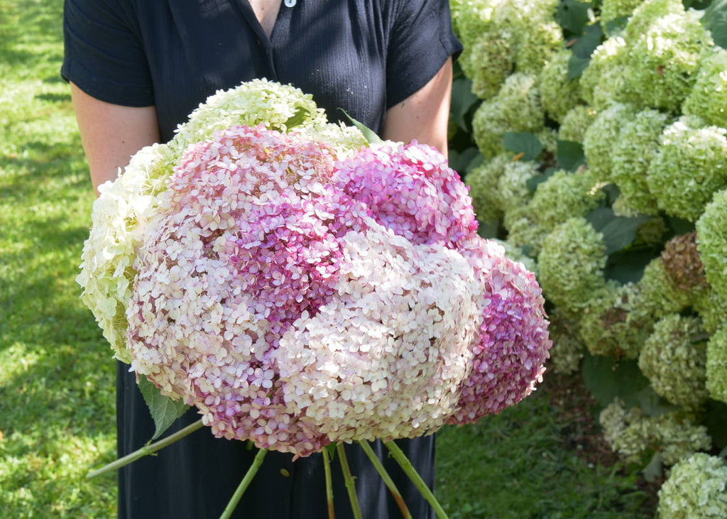 Which Hydrangeas Are Best For Beginners?
