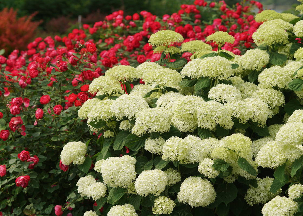 5 Rose & Hydrangea Combinations for Effortless Beauty