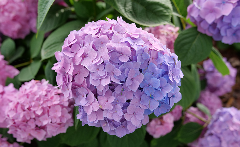 Bigleaf Hydrangea Highlight: Let's Dance Sky View®