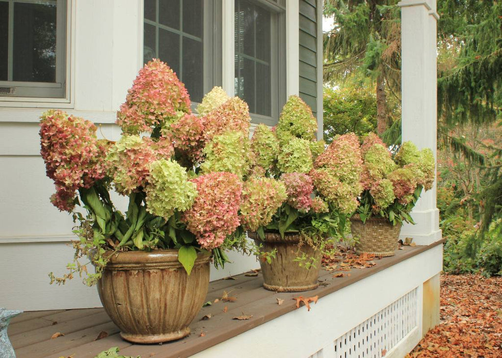 3 Tips For Protecting Your Hydrangea Containers This Winter