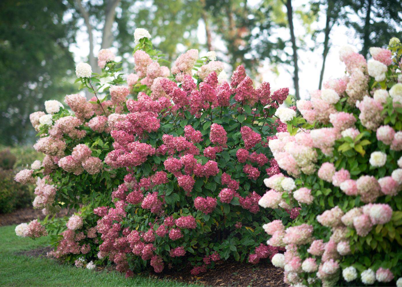 Garden hedge full of Fire Light® Panicle Hydrangea pink and white flowers