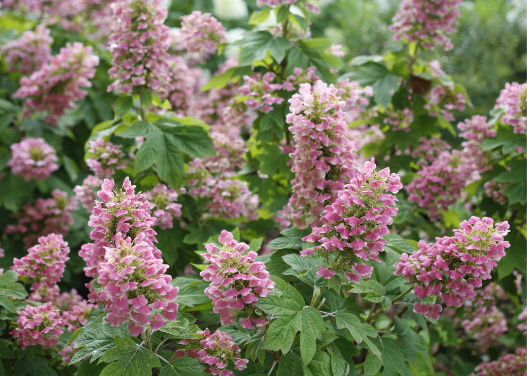 Gatsby Oakleaf Hydrangea Series Highlight