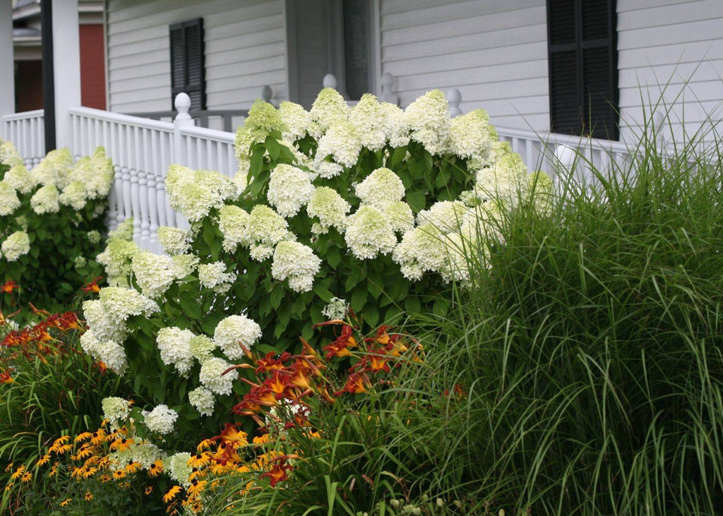 What Hydrangeas To Pair With Popular Ornamental Grasses