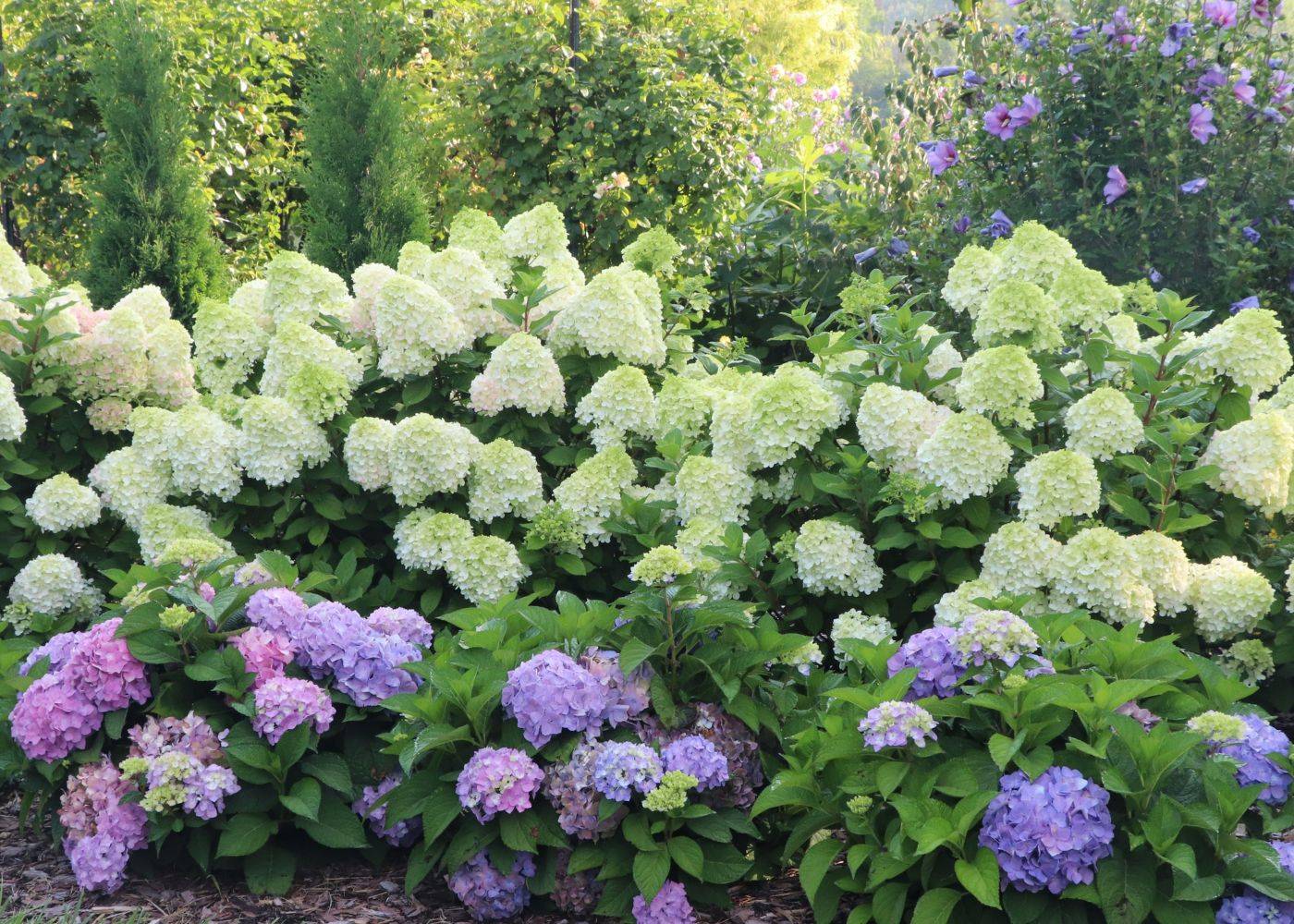 Hydrangea hedge with beautiful white panicle hydrangeas and colorful bigleaf hydrangeas