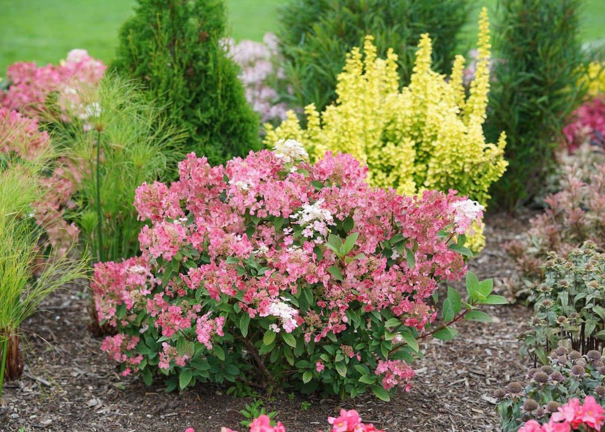5 Easy Steps For Transplanting Hydrangeas