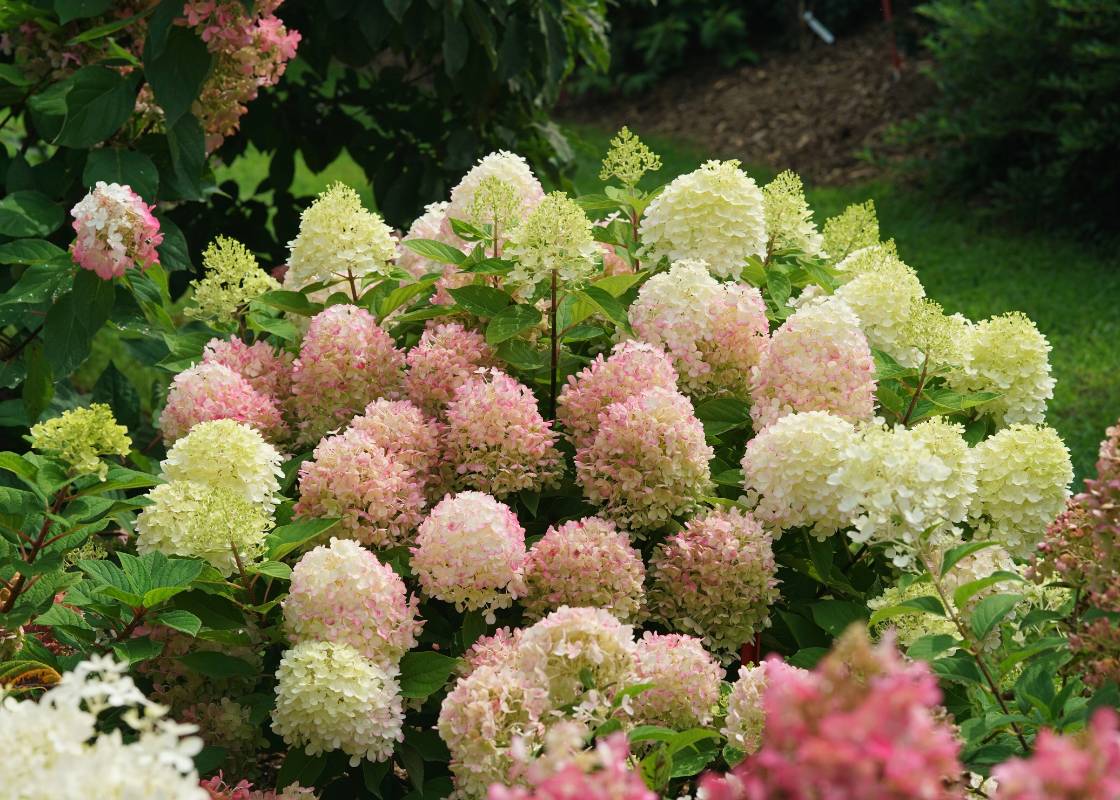 Pink & white hydrangea flowers in a garden hedge