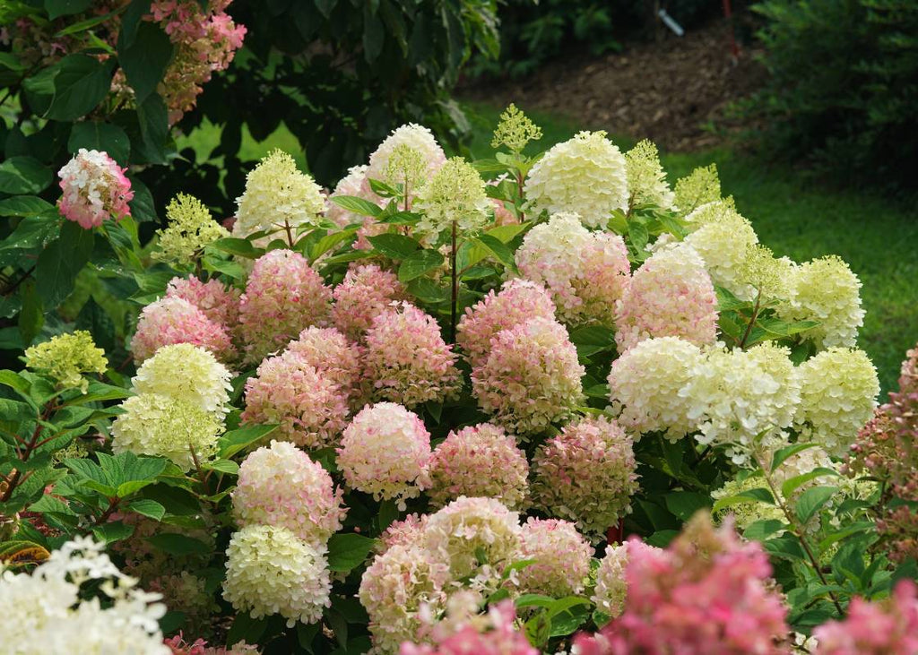 Are hydrangeas deer resistant? Sadly, no. But here's what you can do about it...