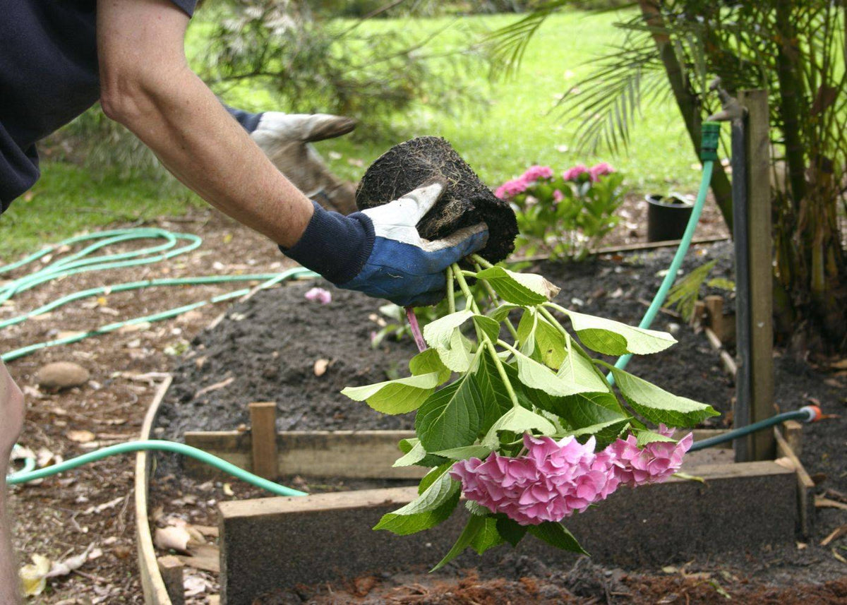 Woman planting a pink hydrangea in the ground