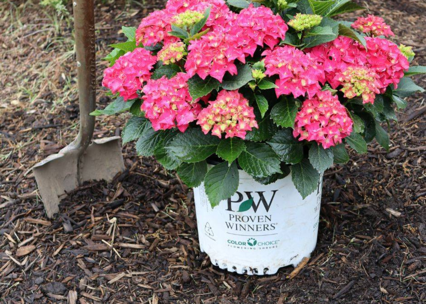 Hydrangea Gallons