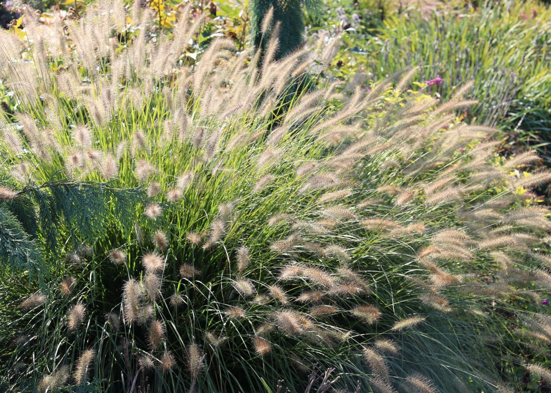 Fluffy fountain grass plumes in a sunny garden