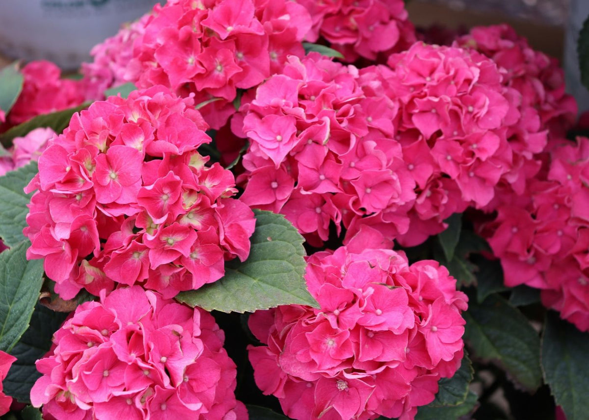 Round, bright pink blooms from 'Wee Bit Grumpy' bigleaf hydrangea.