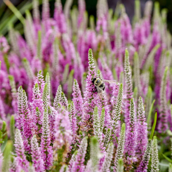 Close up of a pollinator enjoying a pink potion Spike Speedwell.