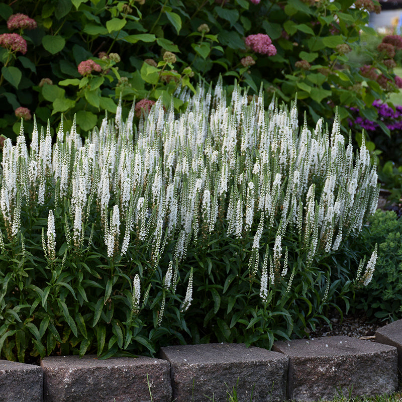 Magic Show® 'White Wands' Spike Speedwell are long blooming and disease resistant.