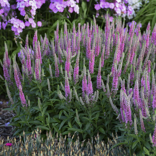 Magic Show Pink Potion Spike Speedwell stunning pointed flowers of intense pink blooms.