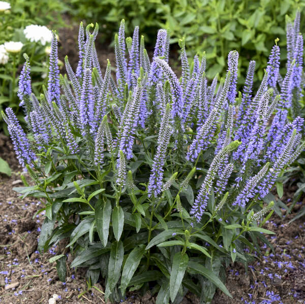 Magic Show® 'Ever After' Spike Speedwell (Veronica Magic Show) is deer resistant and easy to grow.