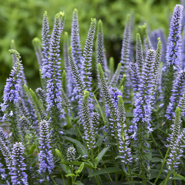 show lavender plant Magic Show 'Ever After' Spike Speedwell