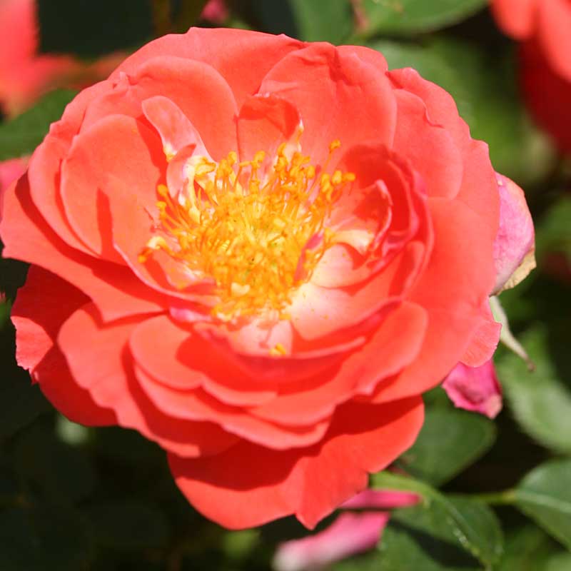 Oso Easy® Mango Salsa Rose has orange. pink blooms