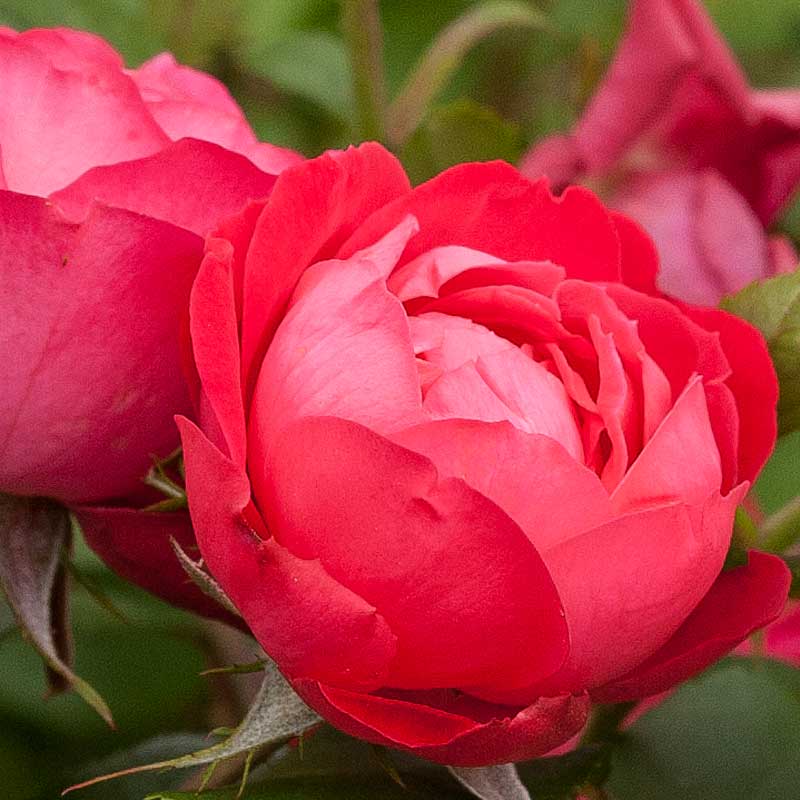 Oso Easy Double Red® Rose has reblooming fresh red flowers all season long.