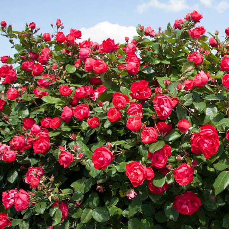 Oso Easy Double Red® Rose are perfect for those looking to enjoy stunning red blooms.