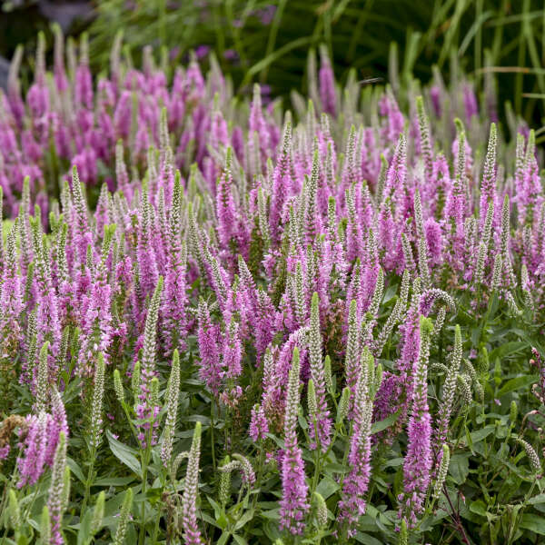 Magic Show® 'Pink Potion' Spike Speedwell pink blooms flowers from the bottom up .