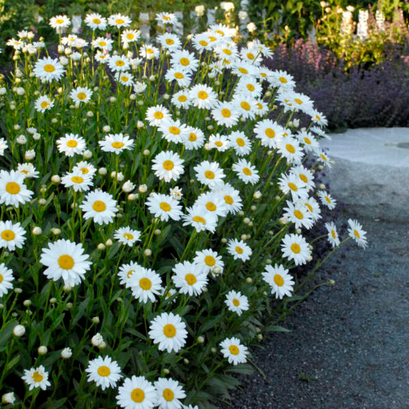Becky Shasta Daisy lining a a path.
