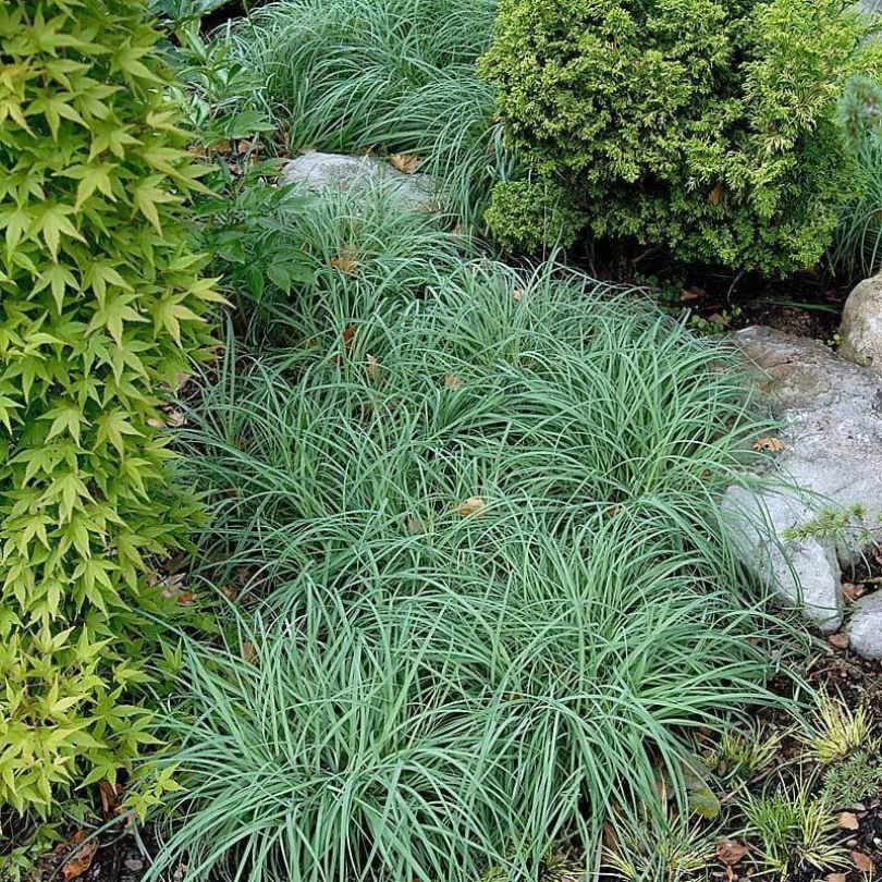 Sedge grass with blue-green foliage covering the ground