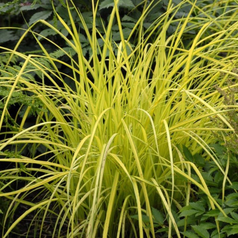 Bright yellow carex plant with golden yellow blades in a natural setting