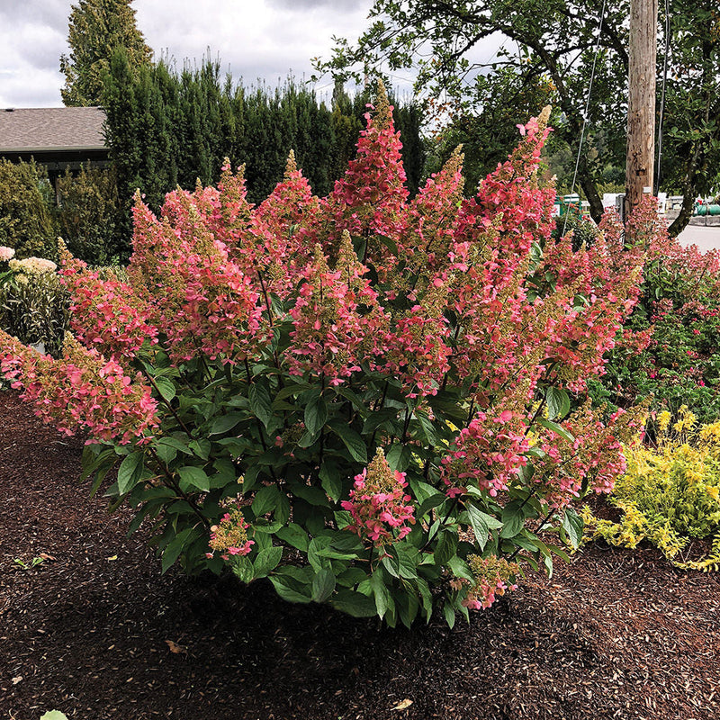 Candelabra Panicle Hydrangea with cone shaped pinkish-red flowers and green leaves planted in the garden