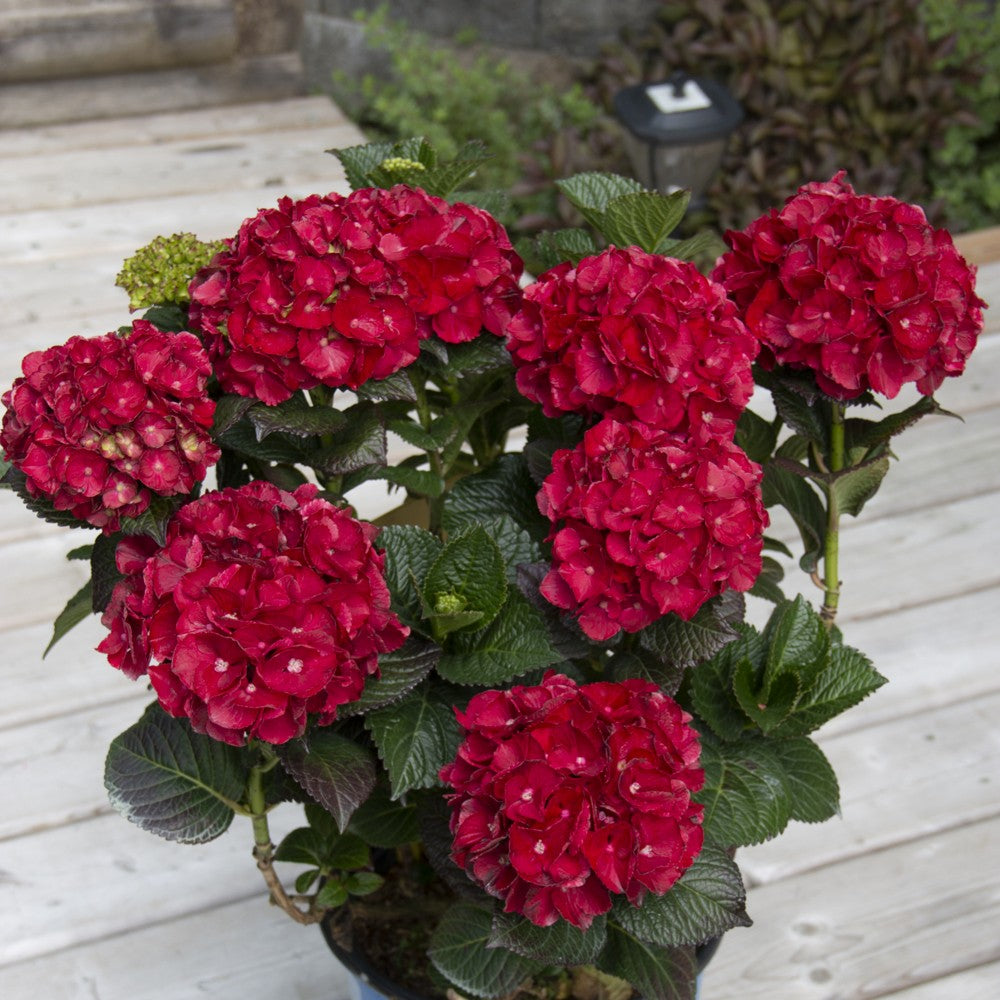Cherry-Go-Round Bigleaf Hydrangea with red blooms and dark green leaves