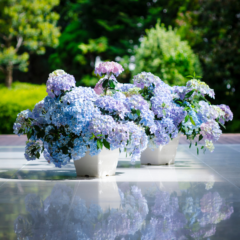 Fairytrail Fresco™ Cascade Hydrangea Fairytrail Fresco™ Cascade Hydrangea