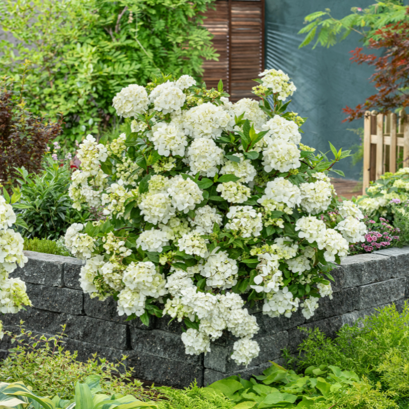 White fairytrail hydrangea spilling out of garden hedge