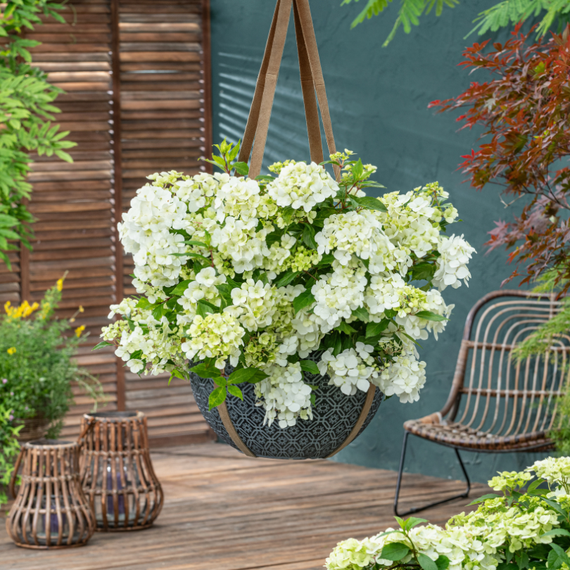 White cascade hydrangea flowers in a patio container