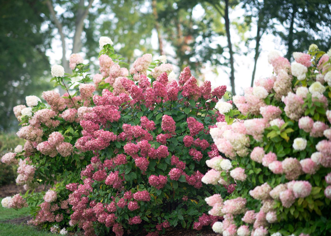 Large pink panicle hydrangeas in a garden hedge