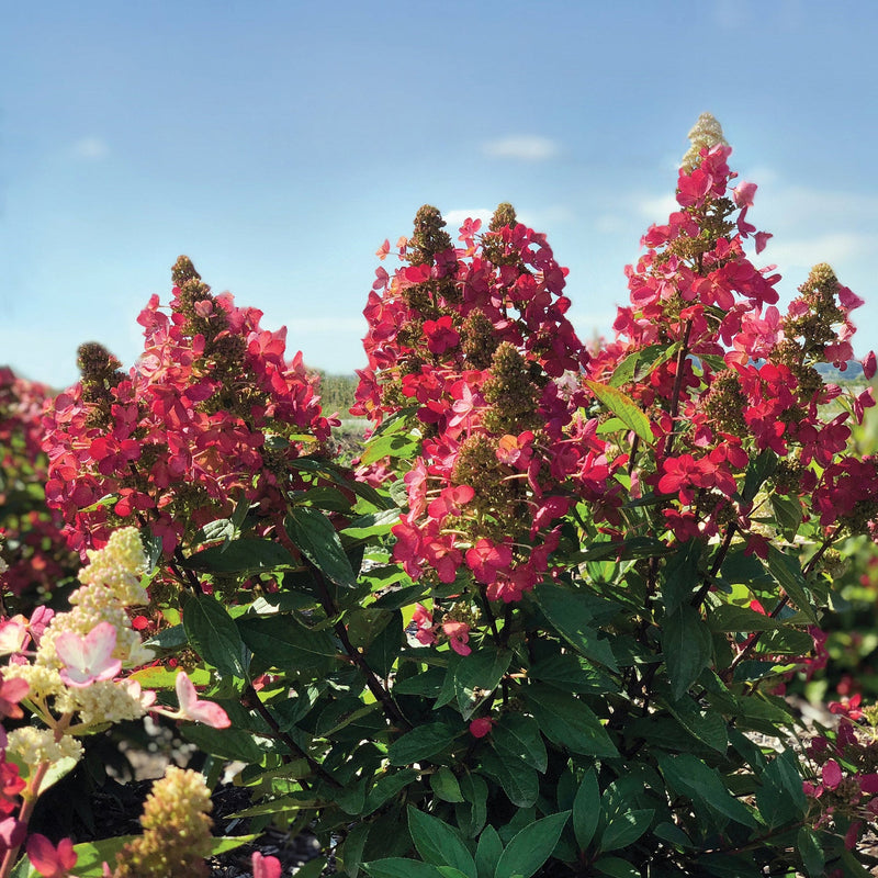 Flare Panicle Hydrangea with cone shaped red flowers and green leaves in front of a blue sky