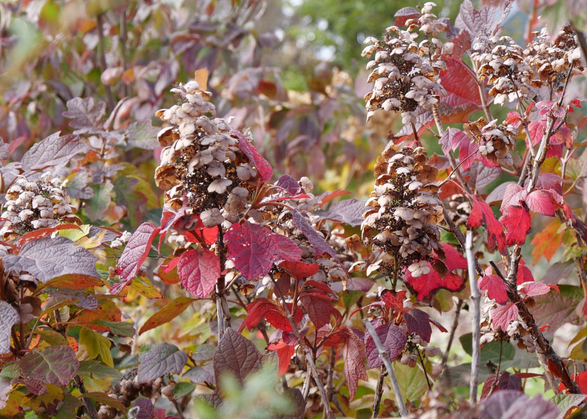 Oakleaf hydrangeas with spent flowers and red foliage in fall.
