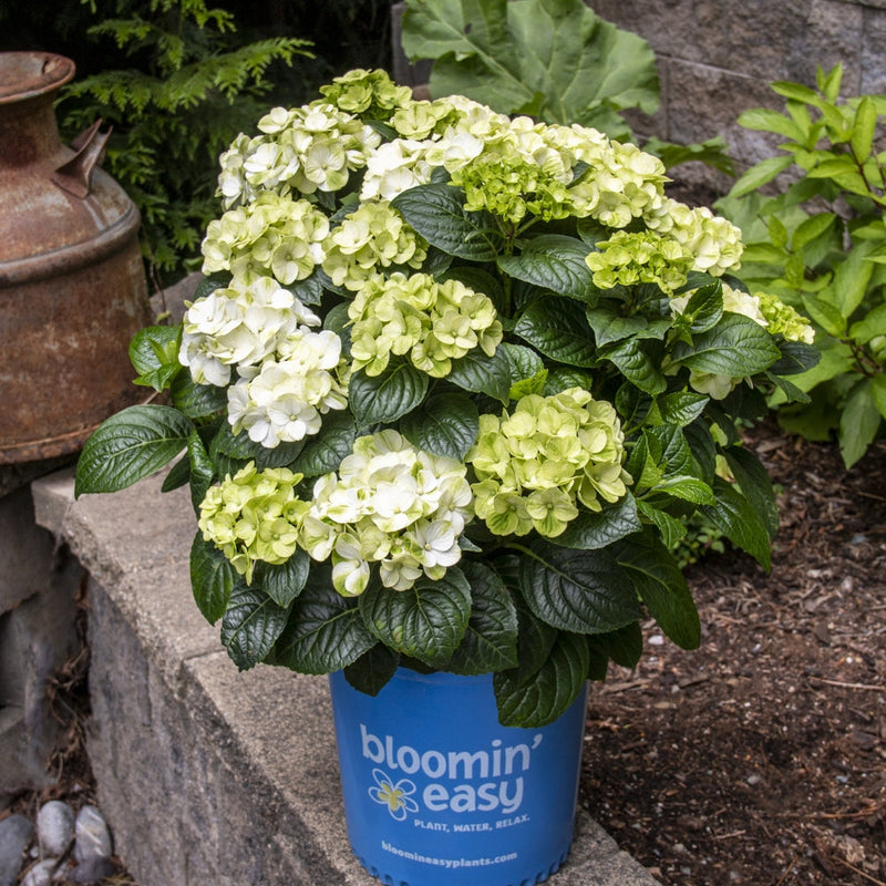 Grin and Tonic Bigleaf Hydrangea with white and green blooms and dark green foliage in a blue pot on a stone ledge