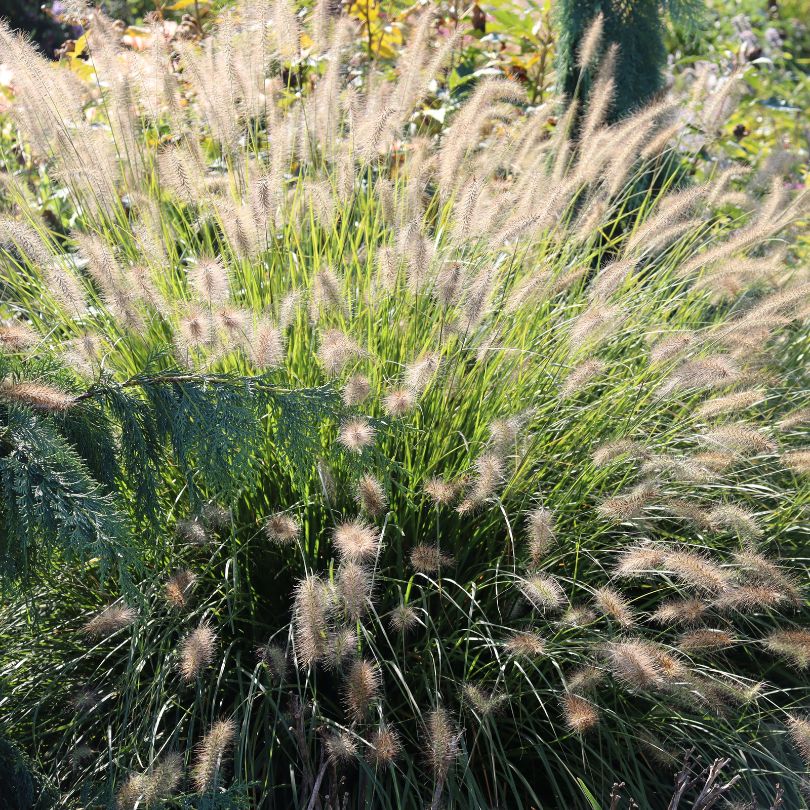 Fluffy 'Hameln' fountain grass swaying in a garden setting with greenery and flowers in the background.