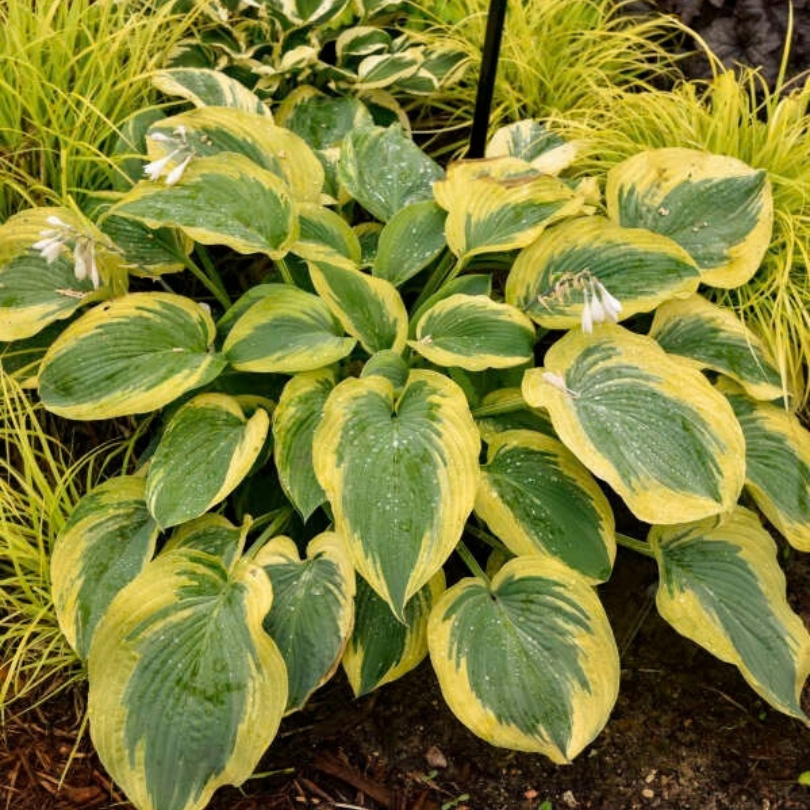 A variegated hosta plant with large green and yellow leaves, small white flowers, and surrounding ornamental grass in a garden setting.