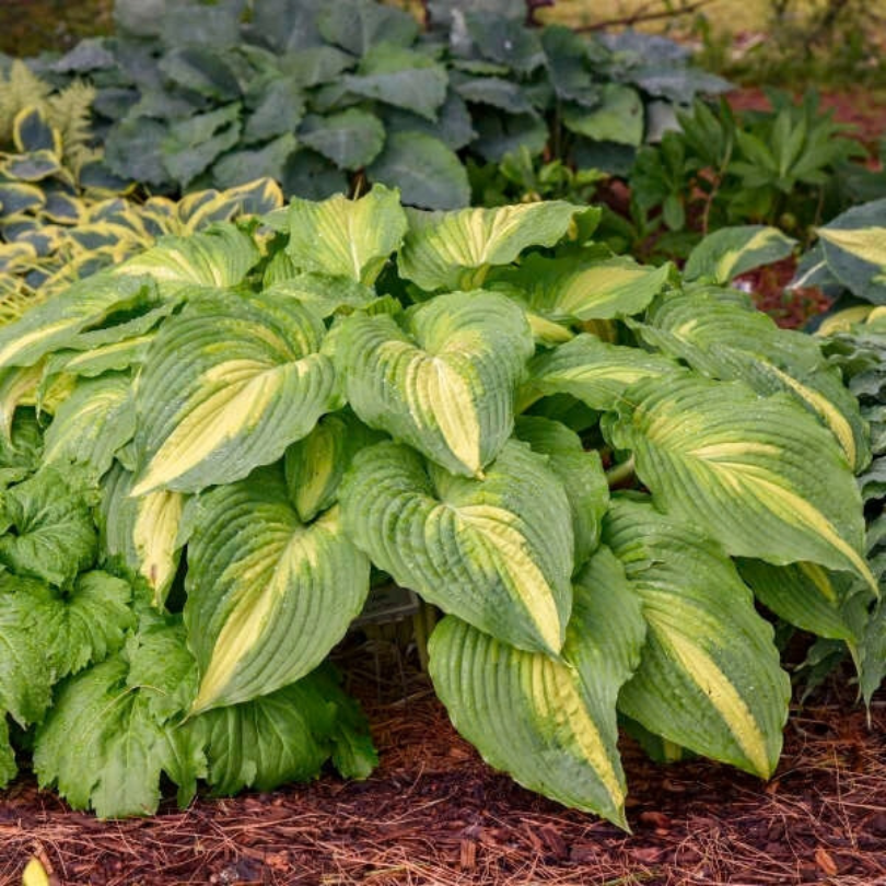 A dense cluster of variegated hosta plants with large green leaves featuring pale yellow centers, growing in a garden bed over brown mulch.