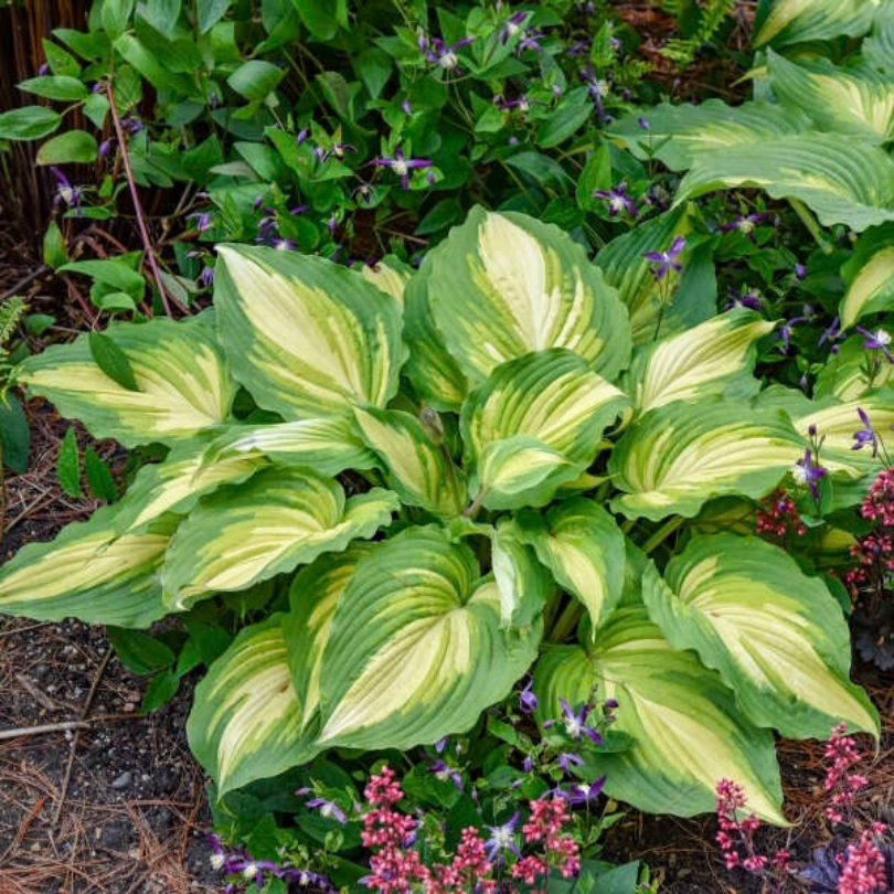 Hosta plant with large variegated green and yellow leaves in a garden bed, surrounded by other green foliage and small purple flowers.
