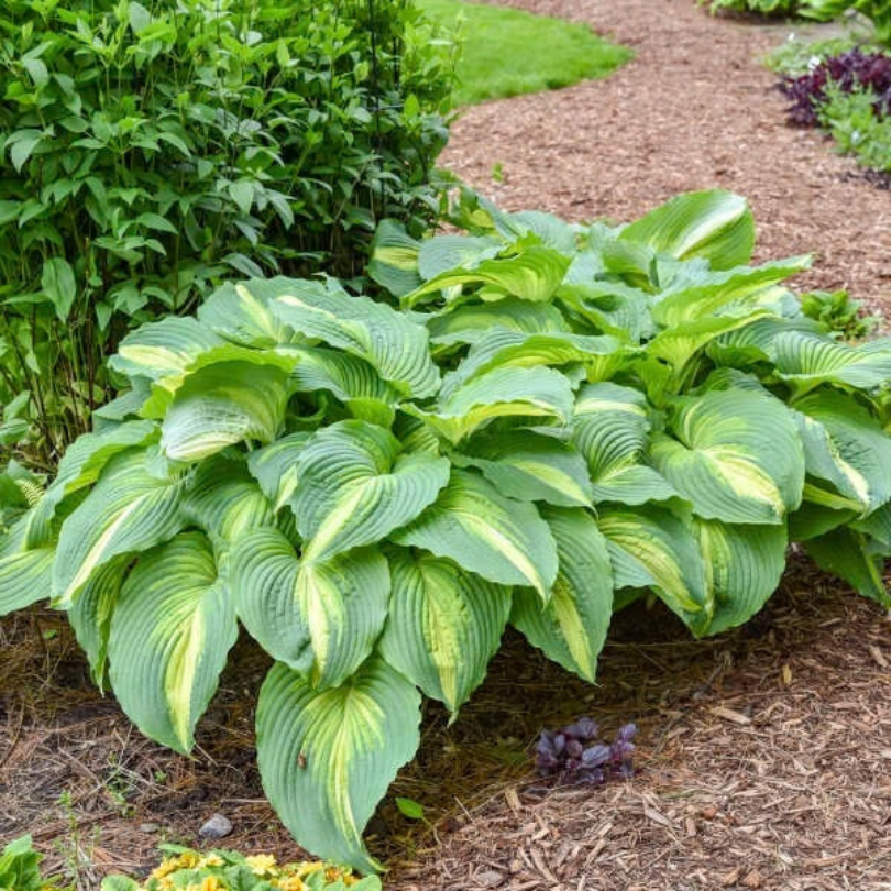 A large clump of variegated hosta plant with broad bright green leaves featuring pale yellow margins, growing in a garden bed with mulch and other greenery.