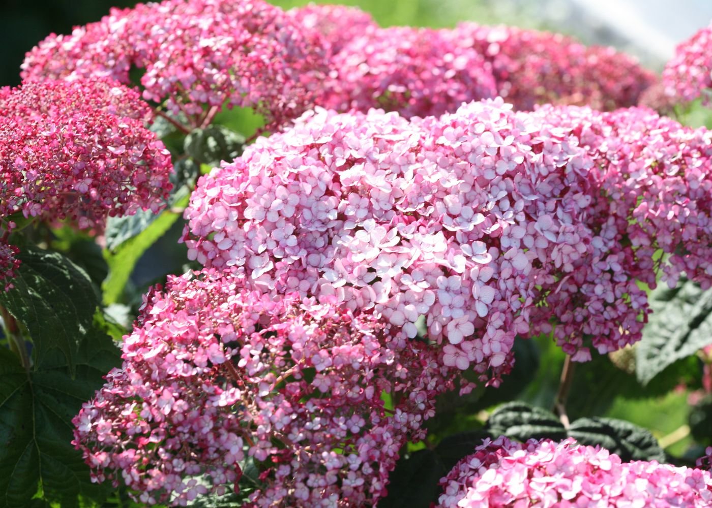 Pink smooth hydrangea flowers in a sunny garden