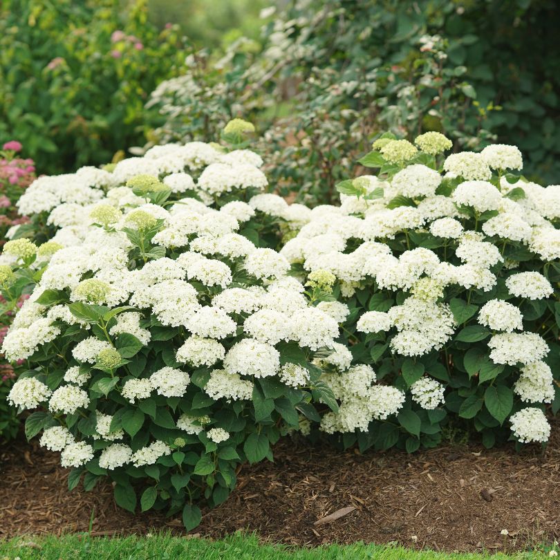 Mounds of white smooth hydrangea flowers with green leaves in a garden setting