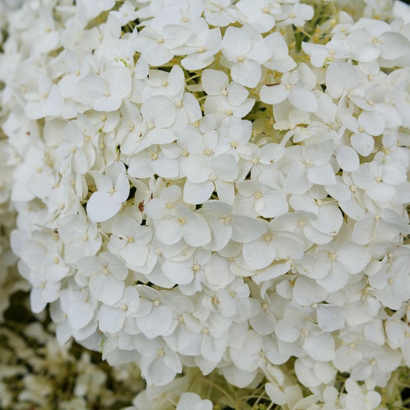 Close-up of a cluster of white hydrangea florets