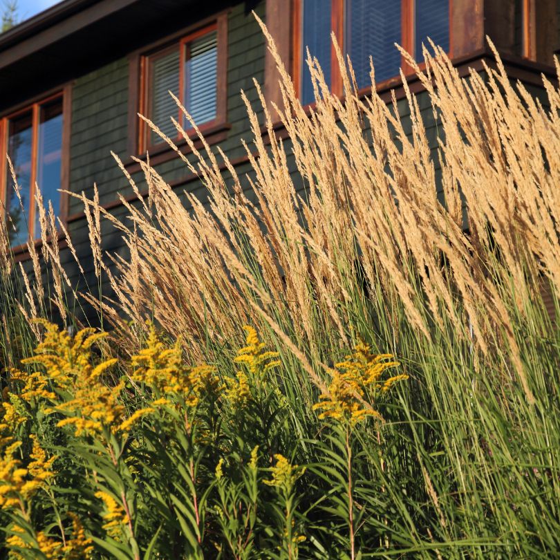 Tall 'Karl Foerster' ornamental grass and yellow flowers in front of a building with large windows.