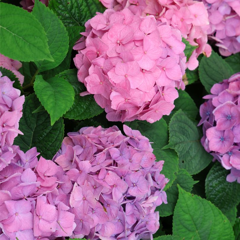 Close up image of pink and purple bigleaf hydrangea blooms from Let's Dance Sky View bigleaf hydrangea.