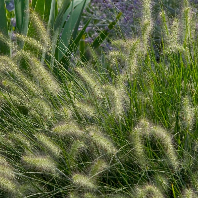 Close up image of fluffy creamy white 'Little Bunny' fountain grass plumes